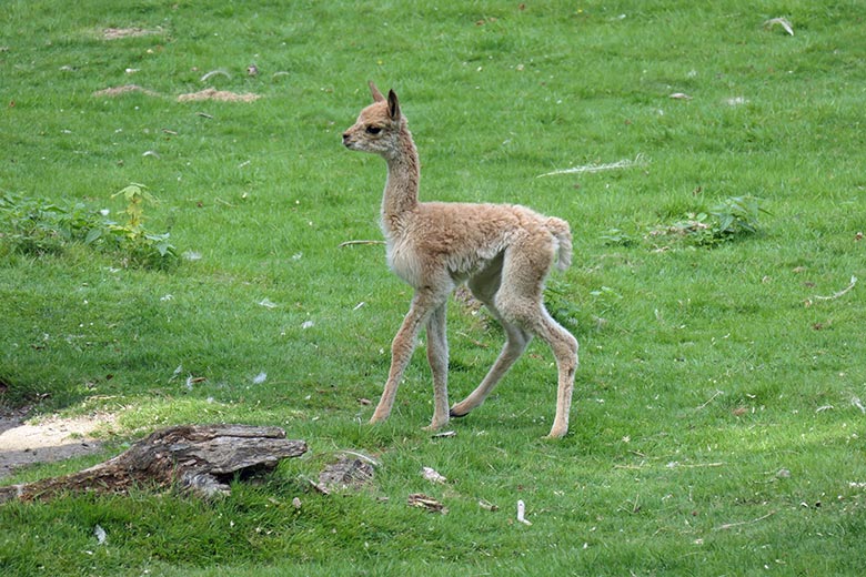 Wenige Stunden junges Vikunja-Jungtier am 18. August 2025 auf der Patagonien-Anlage im Grünen Zoo Wuppertal