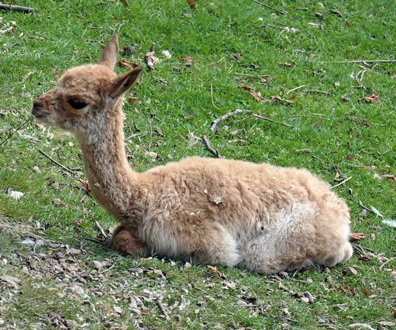 Wenige Stunden junges Vikunja-Jungtier am 18. August 2025 auf der Patagonien-Anlage im Wuppertaler Zoo