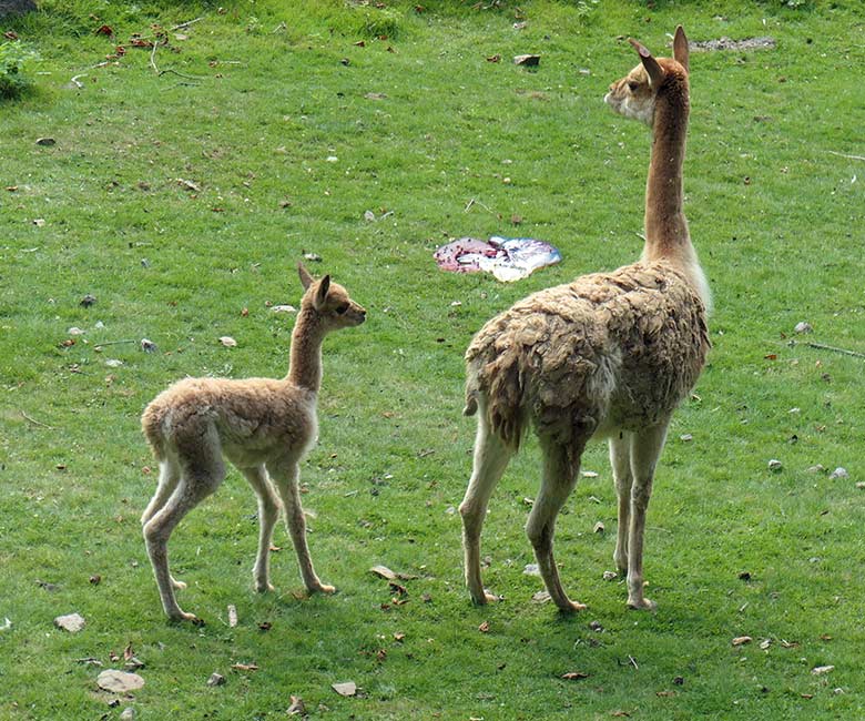 Wenige Stunden junges Vikunja-Jungtier mit seiner Vikunja-Mutter und der Nachgeburt am 18. August 2025 auf der Patagonien-Anlage im Zoologischen Garten Wuppertal