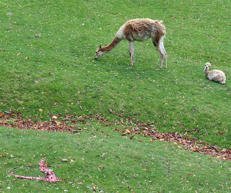 Wenige Stunden junges Vikunja-Jungtier mit seiner Vikunja-Mutter und der Nachgeburt am 4. Oktober 2025 auf der Patagonien-Anlage im Wuppertaler Zoo