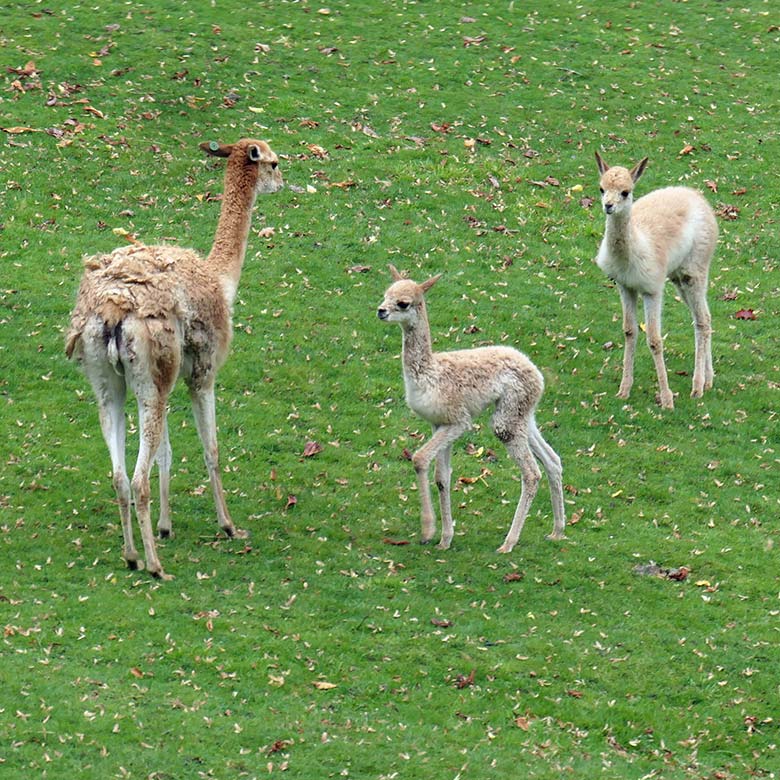Vikunja-Stute mit seinem am 4. Oktober 2025 geborenen Jungtier und dem von einer anderen Vikunja-Stute am 18. August 2025 geborenen Jungtier am 4. Oktober 2025 auf der Patagonien-Anlage im Zoo Wuppertal