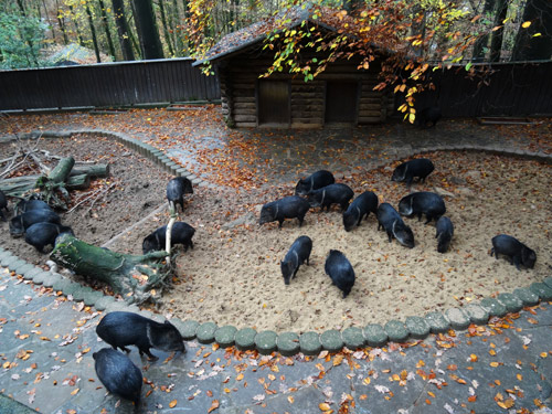 Halsbandpekaris im November 2015 im Zoologischen Garten Wuppertal