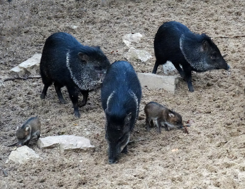 Halsbandpekaris mit Jungtieren im Dezember 2015 im Grünen Zoo Wuppertal