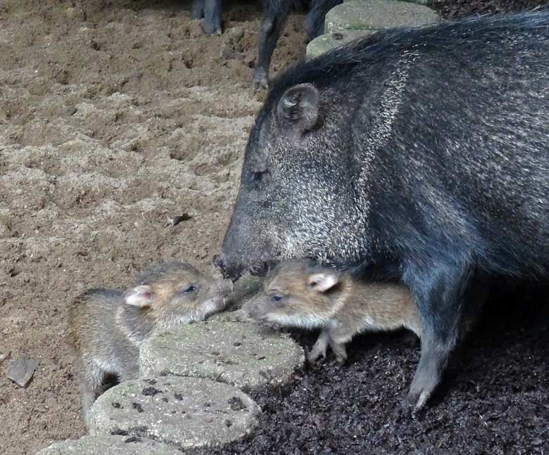 Halsbandpekari mit zwei Jungtieren im Juni 2016 im Zoologischen Garten der Stadt Wuppertal