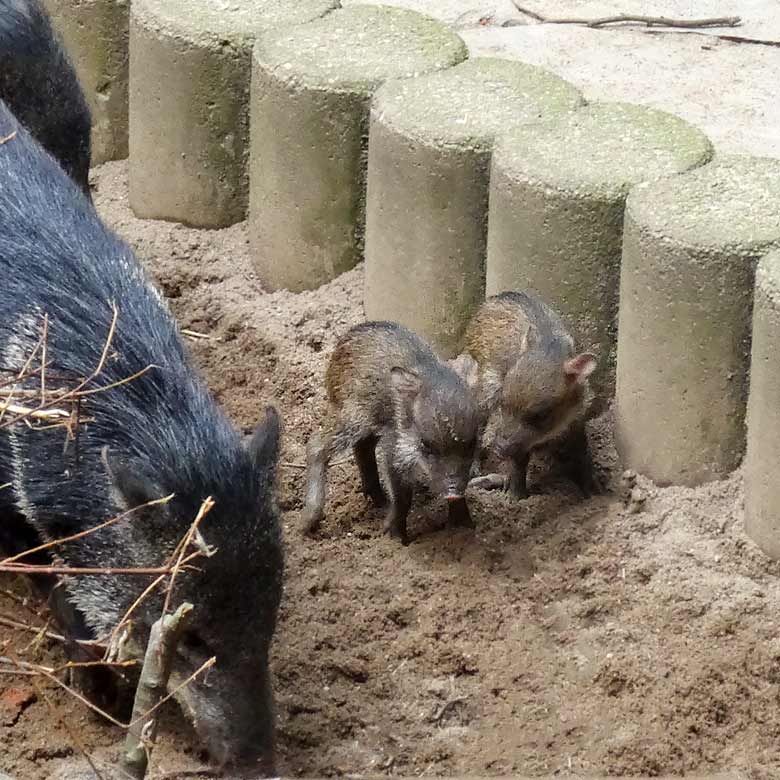 Halsbandpekari mit zwei Jungtieren am 24. Juli 2016 im Zoologischen Garten der Stadt Wuppertal