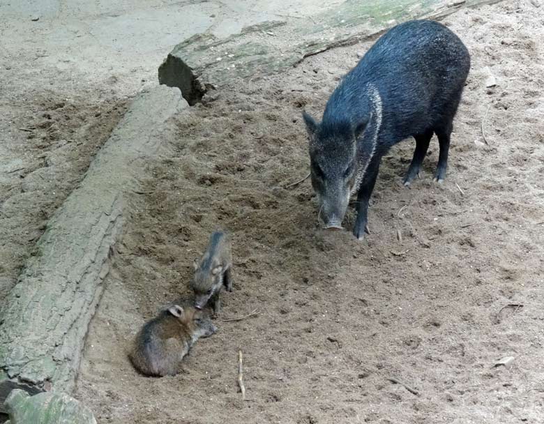 Halsbandpekari mit zwei Jungtieren am 24. Juli 2016 im Grünen Zoo Wuppertal