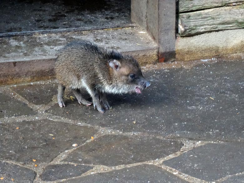 Halsbandpekari-Jungtier am 2. Februar 2017 im Grünen Zoo Wuppertal