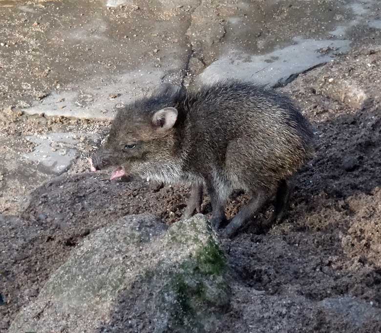 Halsbandpekari-Jungtier am 15. Februar 2017 im Wuppertaler Zoo