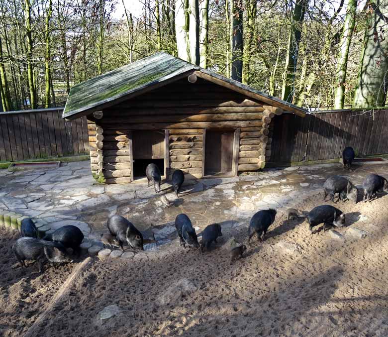 Halsbandpekaris mit mehreren Jungtieren am 15. Februar 2017 im Grünen Zoo Wuppertal