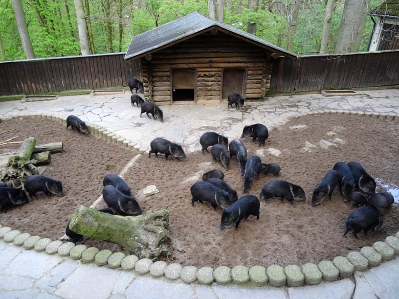 Halsbandpekaris am 17. April 2017 im Zoologischen Garten der Stadt Wuppertal