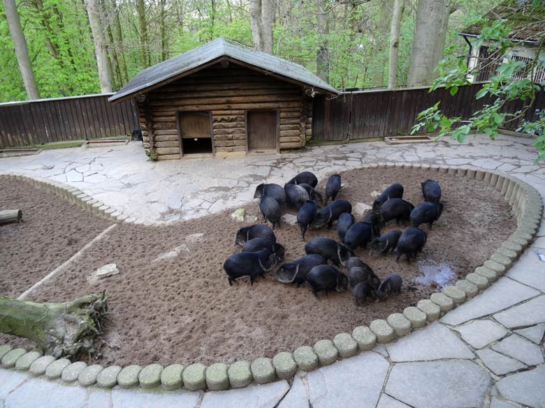 Halsbandpekaris am 17. April 2017 im Wuppertaler Zoo