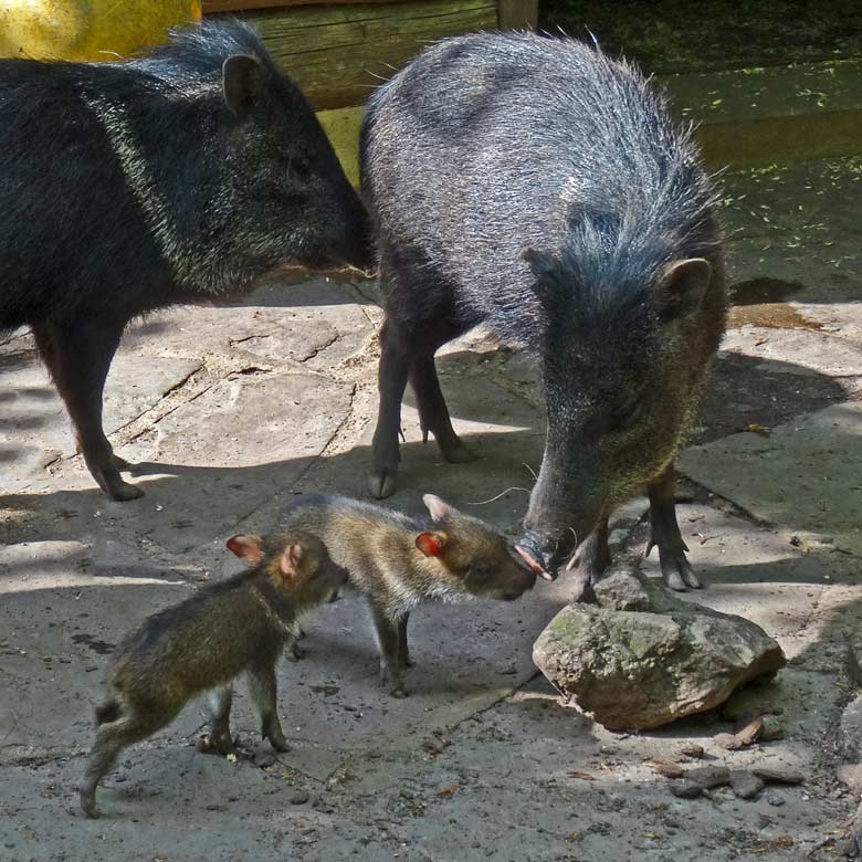 Zwei Halsbandpekari-Jungtiere am 16. Mai 2017 im Wuppertaler Zoo