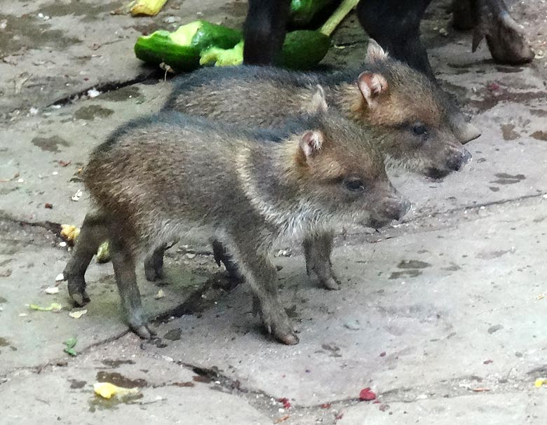 Zwei Halsbandpekari-Jungtiere am 16. Mai 2017 im Grünen Zoo Wuppertal