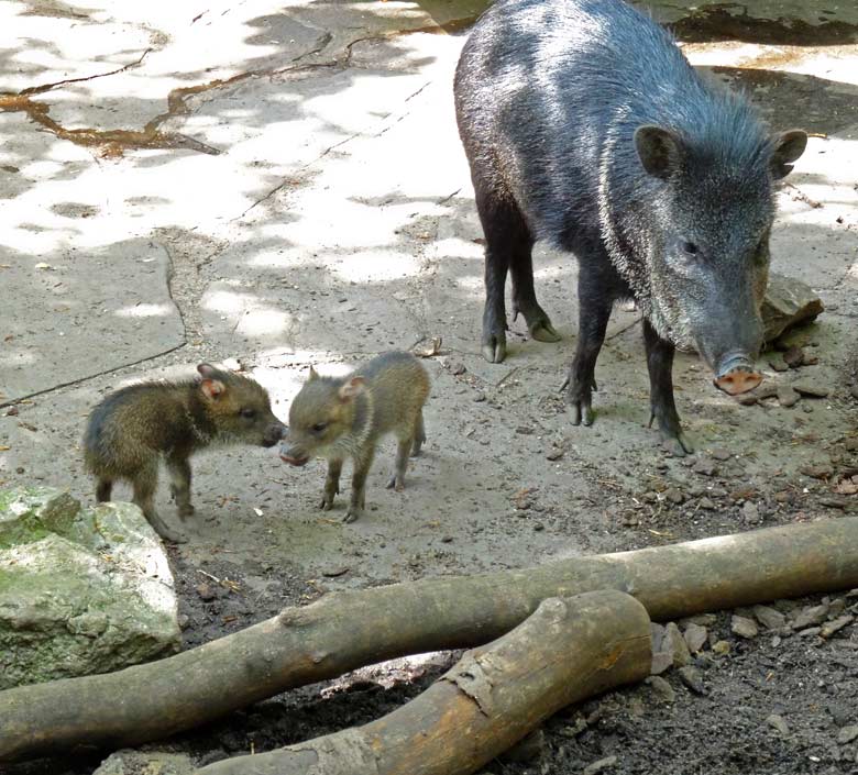 Zwei Halsbandpekari-Jungtiere am 16. Mai 2017 im Zoologischen Garten der Stadt Wuppertal