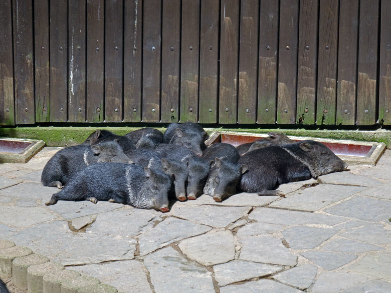 PHalsbandpekaris während der Mittagsruhe am 21. Mai 2017 im Wuppertaler Zoo