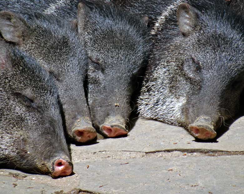 Halsbandpekaris während der Mittagsruhe am 21. Mai 2017 im Zoologischen Garten Wuppertal