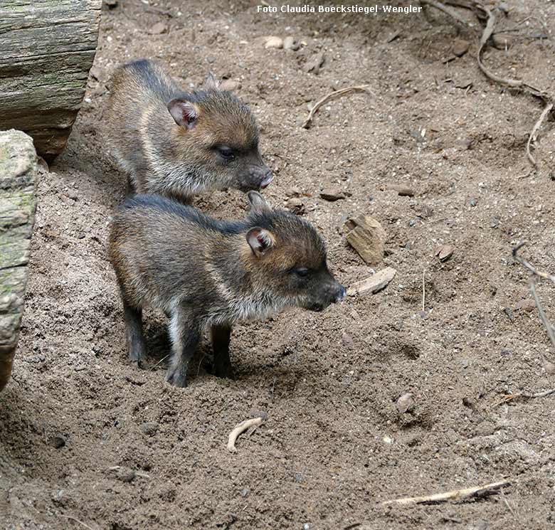 Halsbandpekari-Jungtiere am 30. Mai 2017 auf der alten Außenanlage im Zoologischen Garten der Stadt Wuppertal (Foto Claudia Böckstiegel-Wengler)