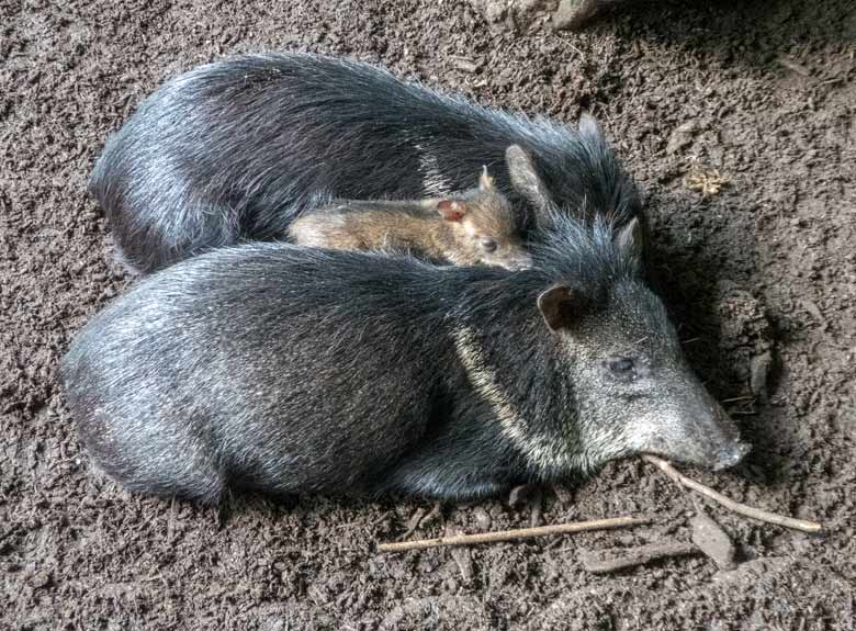 Halsbandpekaris mit Jungtier am 15. Juni 2018 im Grünen Zoo Wuppertal