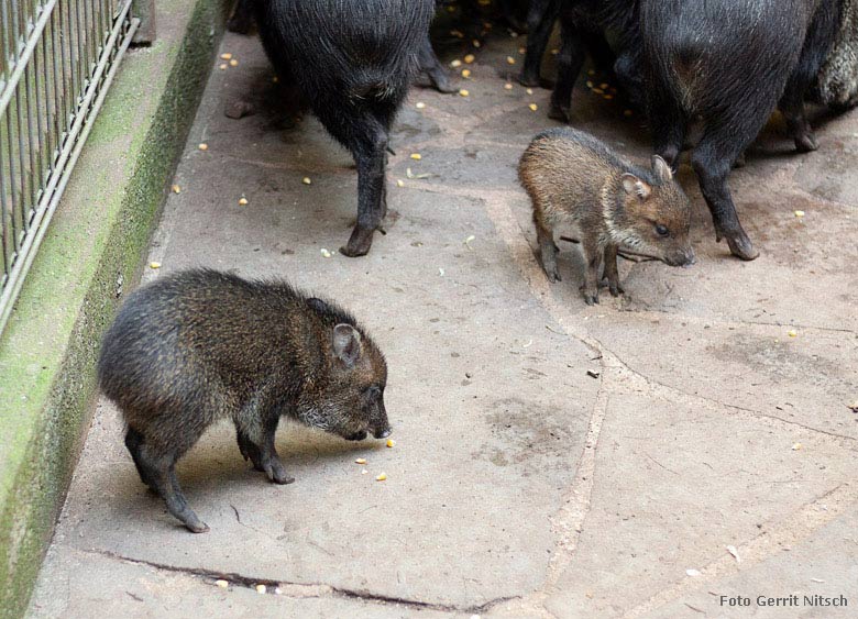 Halsbandpekaris am 16. Juli 2018 auf der Außenanlage im Wuppertaler Zoo (Foto Gerrit Nitsch)