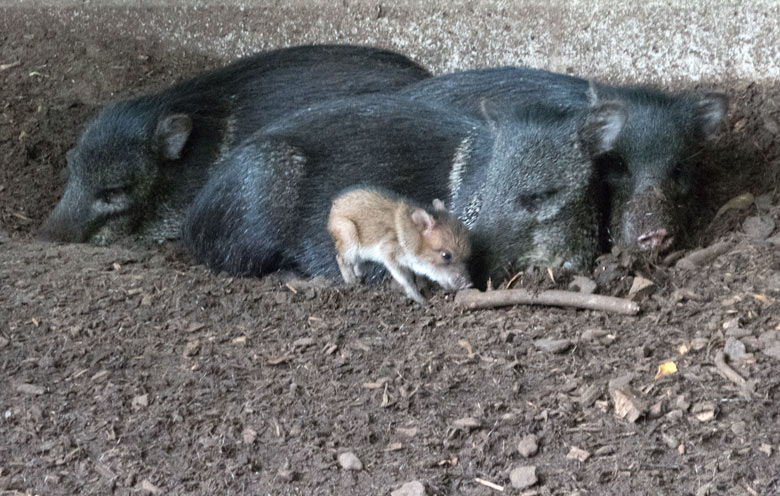 Halsbandpekaris mit Jungtier am 19. Juli 2018 auf der Außenanlage im Zoologischen Garten Wuppertal