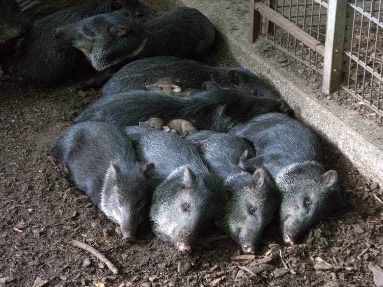 Halsbandpekaris mit zwei Jungtieren am 19. Juli 2018 auf der Außenanlage im Wuppertaler Zoo