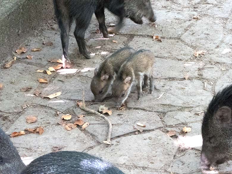 Zwei Halsbandpekari-Jungtiere am 23. August 2018 auf der Außenanlage im Grünen Zoo Wuppertal