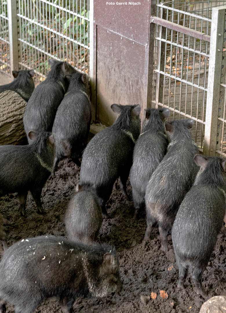 Halsbandpekaris am 8. Oktober 2018 im Wuppertaler Zoo (Foto Gerrit Nitsch)