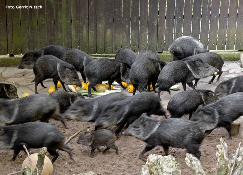 Halsbandpekaris am 8. Oktober 2018 im Zoo Wuppertal (Foto Gerrit Nitsch)