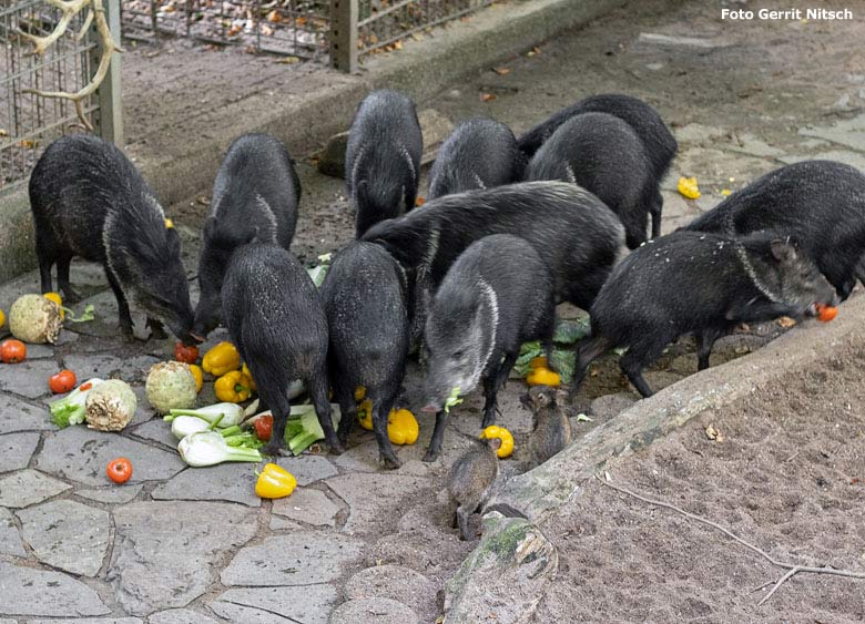 Halsbandpekaris am 8. Oktober 2018 im Zoologischen Garten Wuppertal (Foto Gerrit Nitsch)