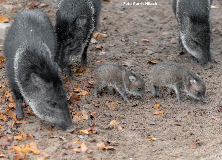 Halsbandpekaris mit Jungtieren am 27. November 2018 auf der Außenanlage im Zoologischen Garten Wuppertal (Foto Gerrit Nitsch)