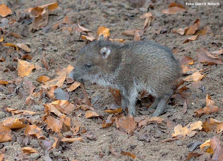 Halsbandpekari-Jungtier am 27. November 2018 auf der Außenanlage im Grünen Zoo Wuppertal (Foto Gerrit Nitsch)