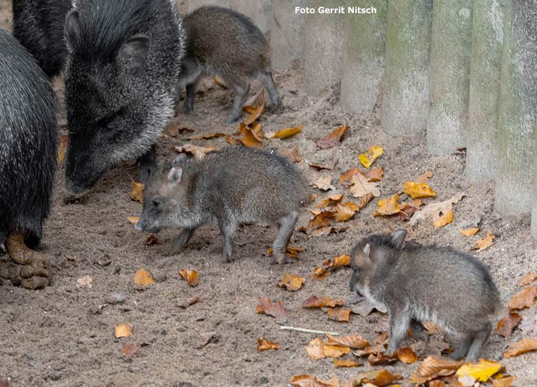 Halsbandpekaris mit Jungtieren am 27. November 2018 auf der Außenanlage im Zoo Wuppertal (Foto Gerrit Nitsch)