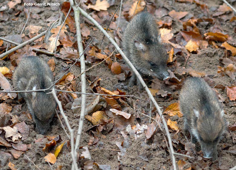 Halsbandpekari-Jungtiere am 27. November 2018 auf der Außenanlage im Grünen Zoo Wuppertal (Foto Gerrit Nitsch)