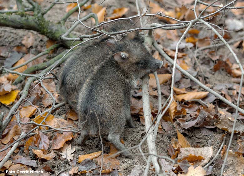 Halsbandpekari-Jungtiere am 27. November 2018 auf der Außenanlage im Zoologischen Garten der Stadt Wuppertal (Foto Gerrit Nitsch)