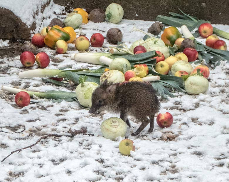 Halsbandpekari-Jungtier am 16. Dezember 2018 auf der Außenanlage im Grünen Zoo Wuppertal