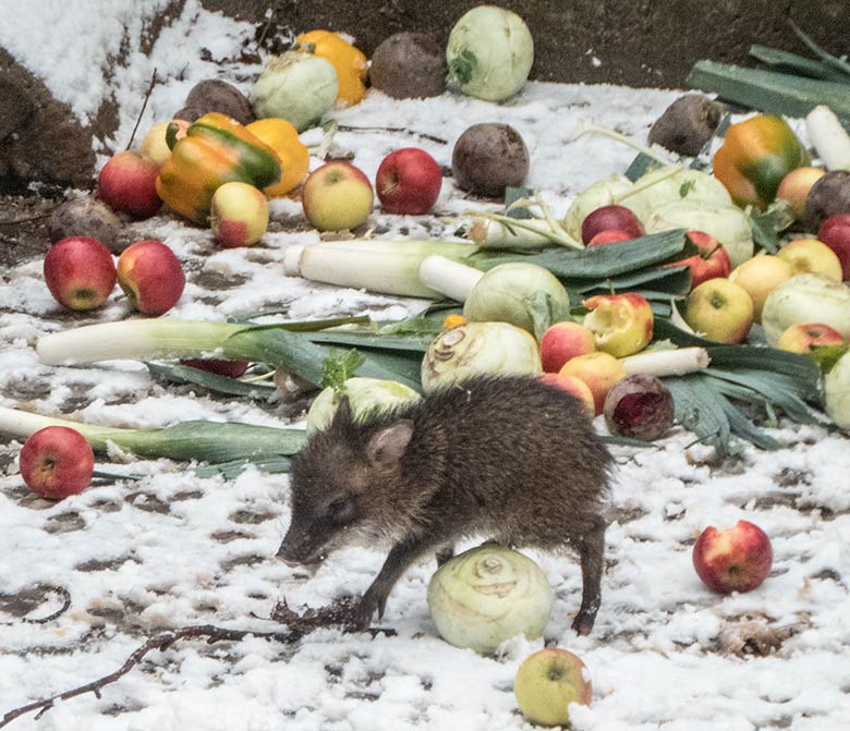 Halsbandpekari-Jungtier am 16. Dezember 2018 auf der Außenanlage im Wuppertaler Zoo