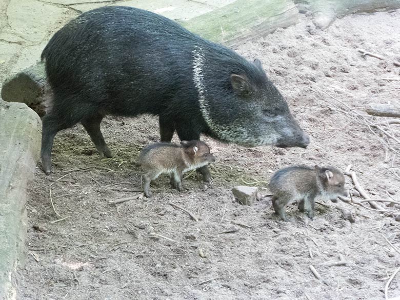 Halsbandpekari mit zwei Jungtieren am 15. Juni 2019 im Grünen Zoo Wuppertal