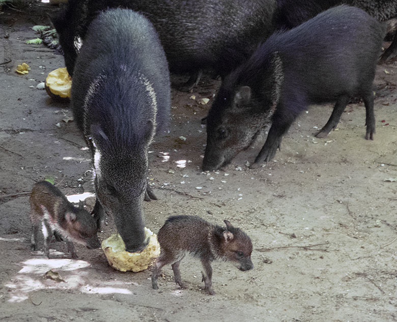 Halsbandpekari mit zwei Jungtieren am 29. Juni 2019 im Grünen Zoo Wuppertal