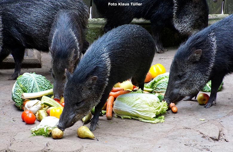 Halsbandpekari am 8. Juli 2019 auf der Außenanlage im Zoologischen Garten Wuppertal (Foto Klaus Tüller)