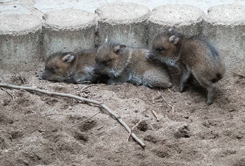 Drei Halsbandpekari-Jungtiere am 14. Juli 2019 auf der Außenanlage im Grünen Zoo Wuppertal