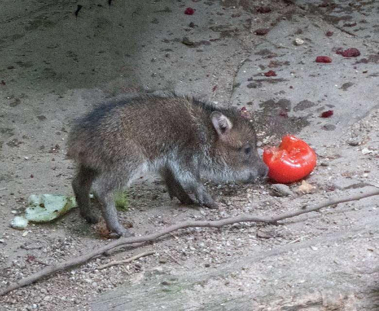 Halsbandpekar-Jungtiere am 14. Juli 2019 auf der Außenanlage im Zoologischen Garten Wuppertal