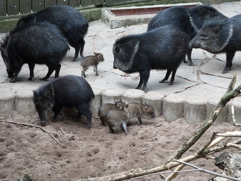 Halsbandpekaris mit vier Jungtieren am 14. Juli 2019 auf der Außenanlage im Wuppertaler Zoo