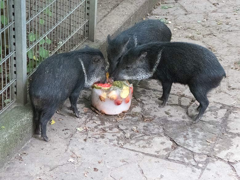 Halsbandpekaris mit Eisblock am 30. Juli 2019 auf der Außenanlage in der Nähe der Mishmi-Takine im Zoo Wuppertal