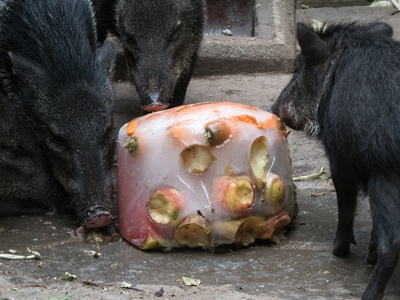 Halsbandpekaris mit Eisblock am 30. Juli 2019 auf der Außenanlage in der Nähe der Mishmi-Takine im Wuppertaler Zoo