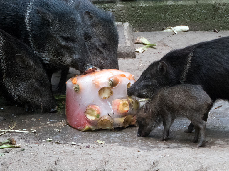 Halsbandpekaris mit Eisblock am 30. Juli 2019 auf der Außenanlage in der Nähe der Mishmi-Takine im Grünen Zoo Wuppertal