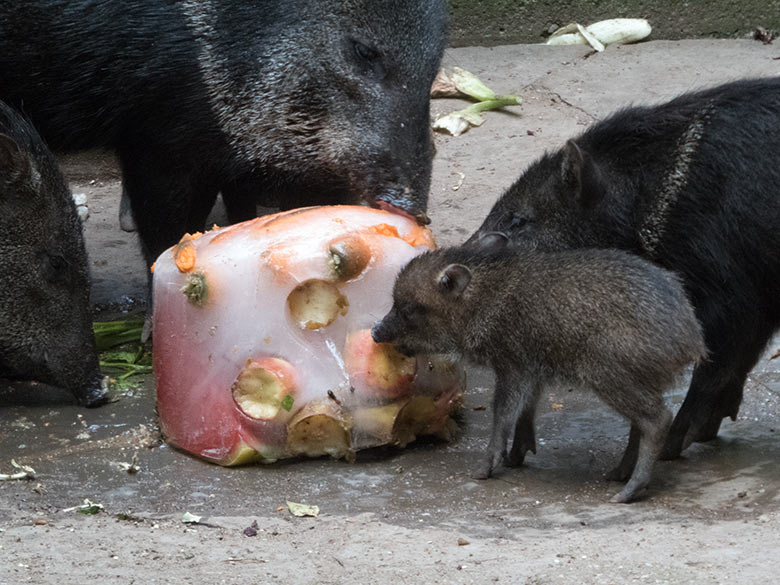 Halsbandpekaris mit Eisblock am 30. Juli 2019 auf der Außenanlage in der Nähe der Mishmi-Takine im Zoologischen Garten der Stadt Wuppertal