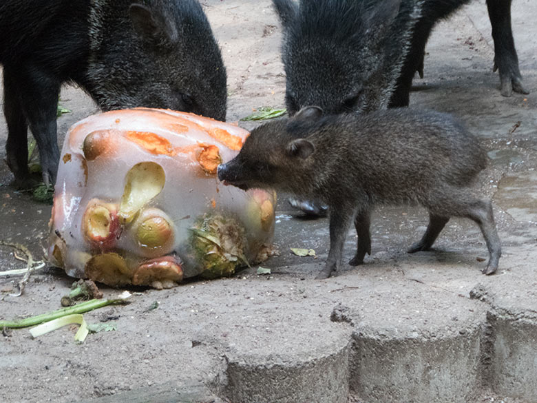 Halsbandpekaris mit Eisblock am 30. Juli 2019 auf der Außenanlage in der Nähe der Mishmi-Takine im Zoo Wuppertal