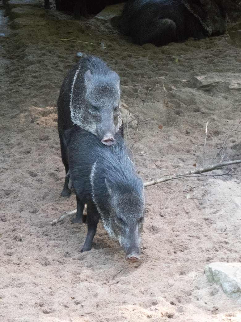 Paarende Halsbandpekaris am 4. August 2019 auf der Außenanlage im Grünen Zoo Wuppertal