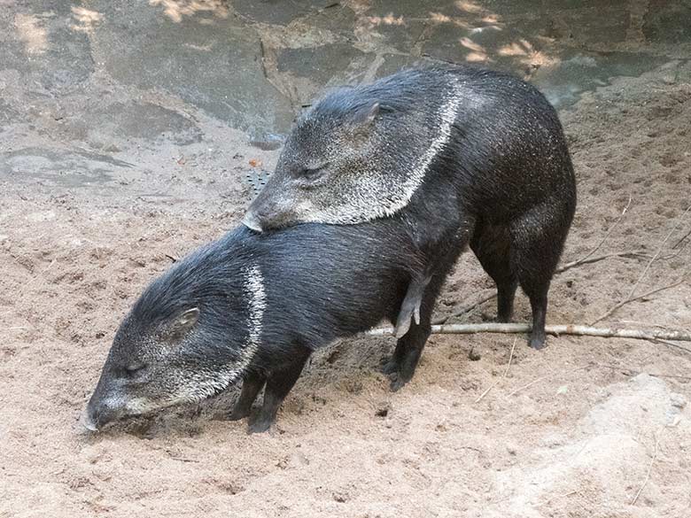 Paarende Halsbandpekaris am 4. August 2019 auf der Außenanlage im Zoologischen Garten Wuppertal