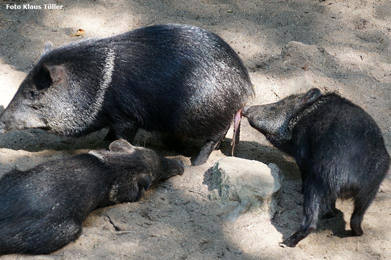 Halsbandpekari mit Nachgeburt am 31. August 2019 auf der Außenanlage im Grünen Zoo Wuppertal (Foto Klaus Tüller)